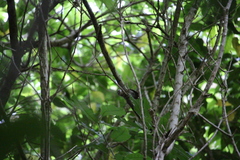 Acanthisitta chloris