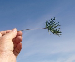 Pelargonium pillansii