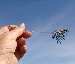 Pelargonium pillansii