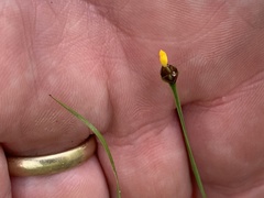 Xyris drummondii