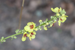 Verbascum chaixii