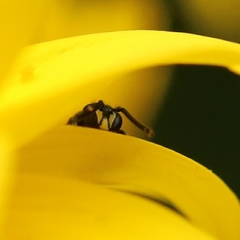 Hylaeus communis