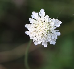 Scabiosa ochroleuca