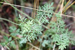 Scabiosa ochroleuca