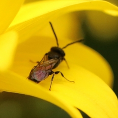 Hylaeus communis