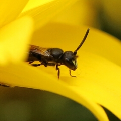 Hylaeus communis