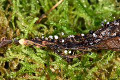 Didymium squamulosum