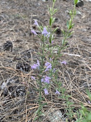 Hedeoma hyssopifolia