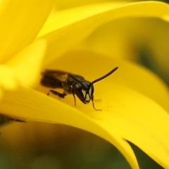 Hylaeus communis
