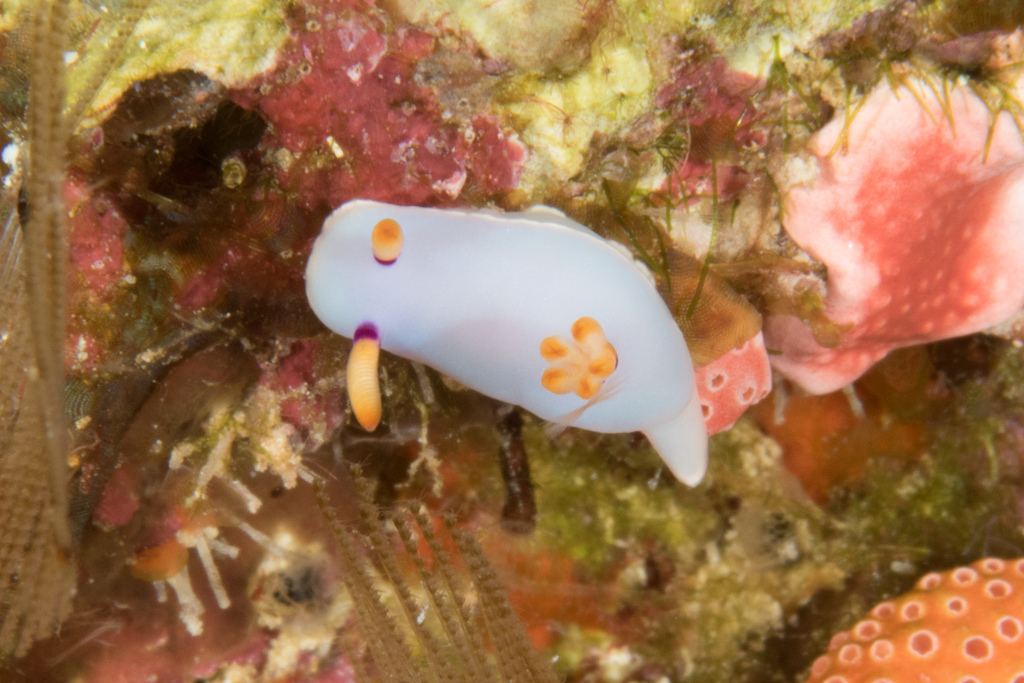Hypselodoris melanesica