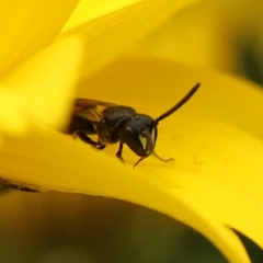 Hylaeus communis