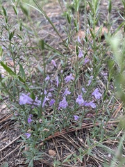 Hedeoma hyssopifolia