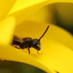 Hylaeus communis