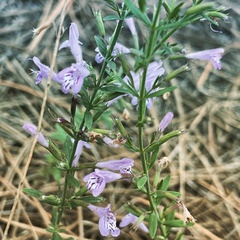 Hedeoma hyssopifolia