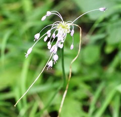Allium carinatum