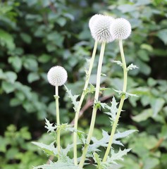 Echinops exaltatus