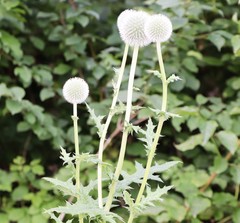 Echinops exaltatus
