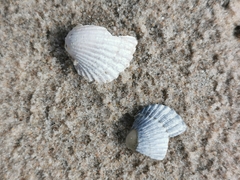 Cerastoderma glaucum