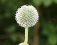 Echinops exaltatus