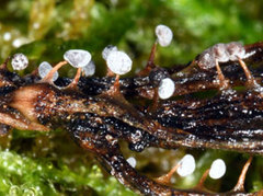 Didymium squamulosum