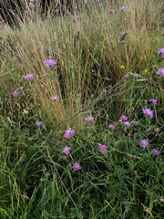 Centaurea fleischeri