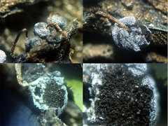 Didymium squamulosum
