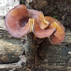 Phellinus badius