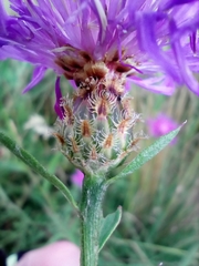 Centaurea fleischeri