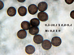 Didymium squamulosum