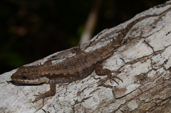 Tropical Girdled Lizard photo 4