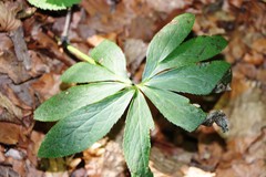 Helleborus odorus