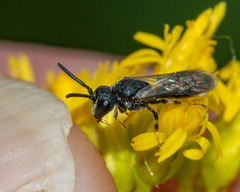 Hylaeus mesillae cressoni
