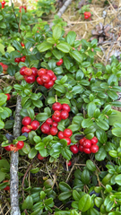 Vaccinium vitis-idaea