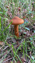 Agaricomycetes