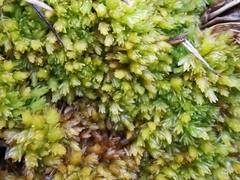 Sphagnum compactum