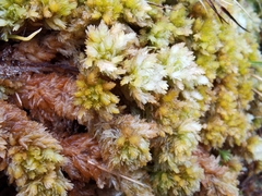 Sphagnum compactum