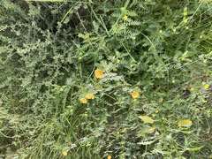 Kallstroemia hirsutissima