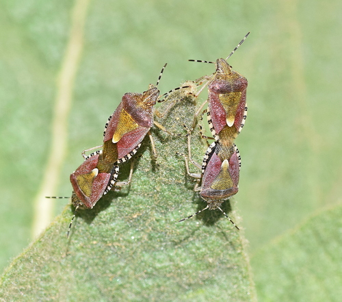 Uoginė skydblakė nuotrauka