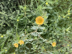 Kallstroemia hirsutissima