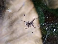 Cyrtophora citricola
