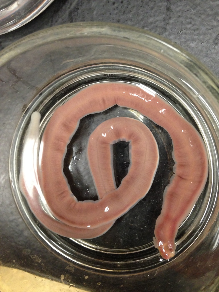 Flesh-colored Ribbon Worm