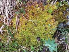 Sphagnum compactum