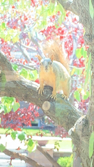 Sciurus niger
