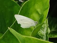 Pieris rapae
