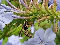 Polistes dominula