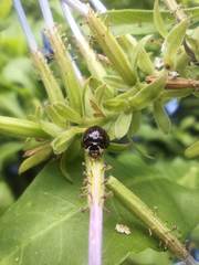 Cheilomenes propinqua