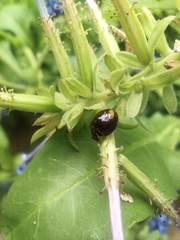 Cheilomenes propinqua