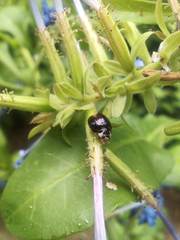Cheilomenes propinqua