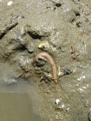 Phyllodocida
