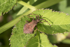 Coreus marginatus